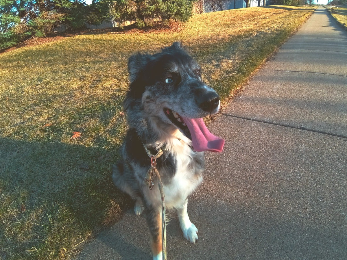 Happy Dog, shot on Mentra Live by Jason