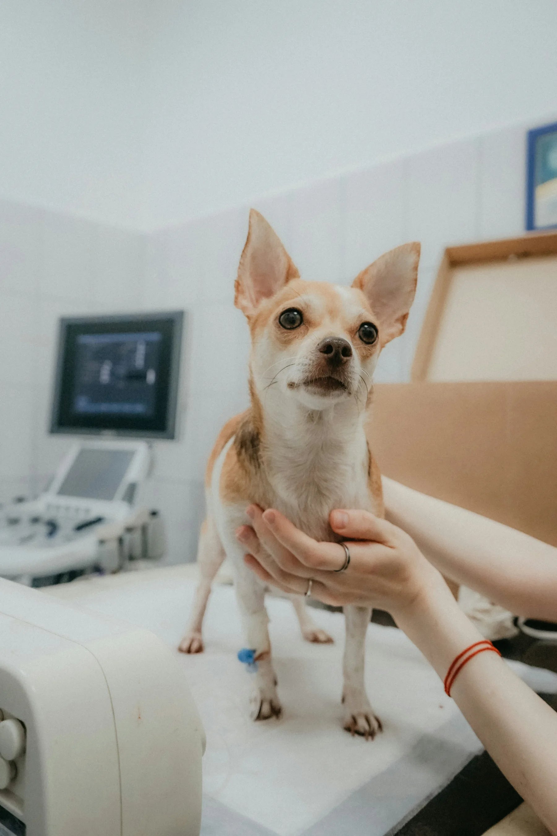 Veterinarian examining a pet in a clinic.